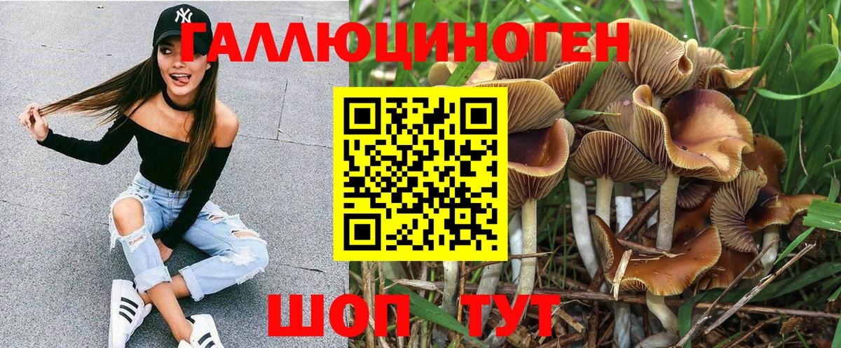 Галлюциногенные грибы Psilocybine cubensis Балтийск